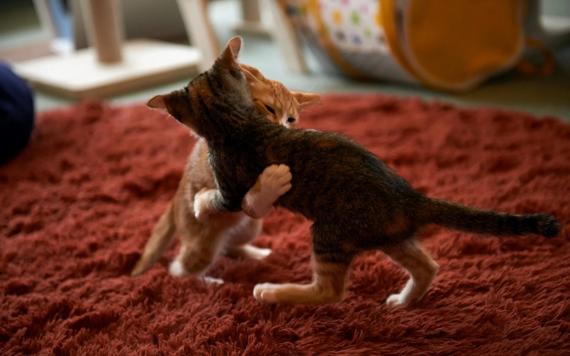 Кошки как справиться. Котята играются. Кот на ковре. Коты играют. Котенок играет.