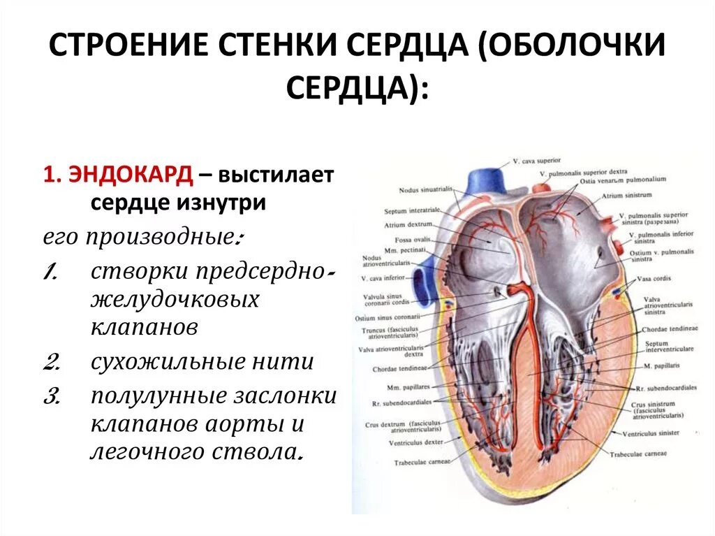 Строение оболочек сердца схема. Строение сердца с клапанами камерами слоев стенок. Строение сердца стенки сердца. Строение сердца оболочки стенок сердца. Сердце образовано клетками