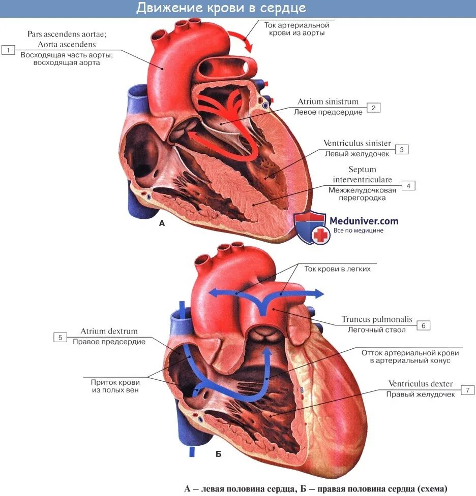 Артериальный конус правого желудочка. Артериальный конус левого желудочка. Сердце анатомия артериальный конус. Строение правого желудочка артериальный конус. Правое предсердие аорта левый желудочек легкие левое