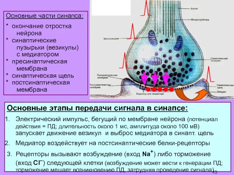 Синаптические пузырьки. Рецепторы синаптической передачи. Синапс пресинаптическая мембрана. Пресникотическая мембрана синапса. Этапы передачи сигнала в химическом синапсе.