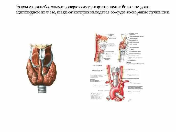 Боковые доли щитовидной железы. Доли щитовидной железы гортань. Задняя поверхность долей щитовидной железы. Удаление правой доли щитовидной