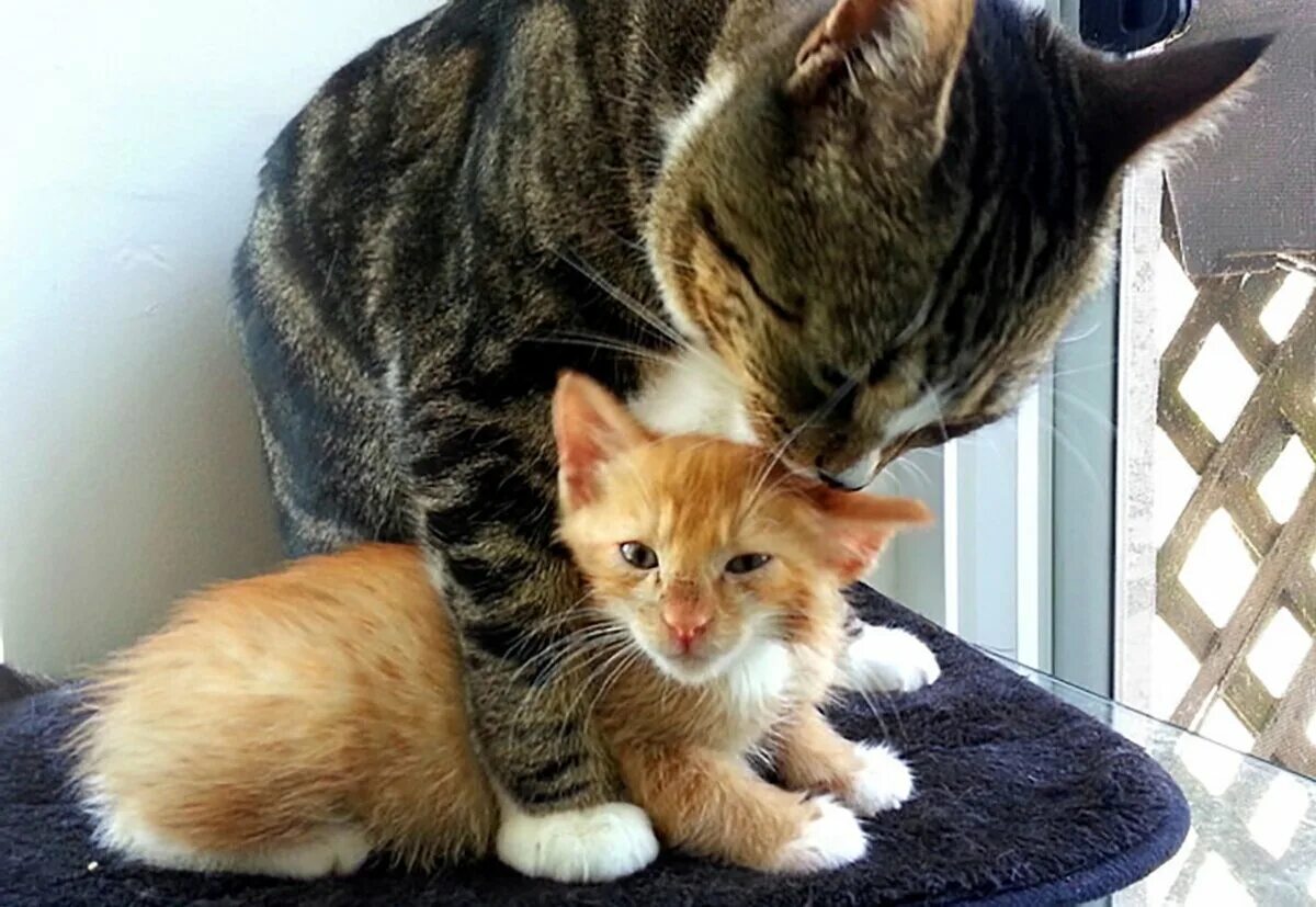 Kitten latenight