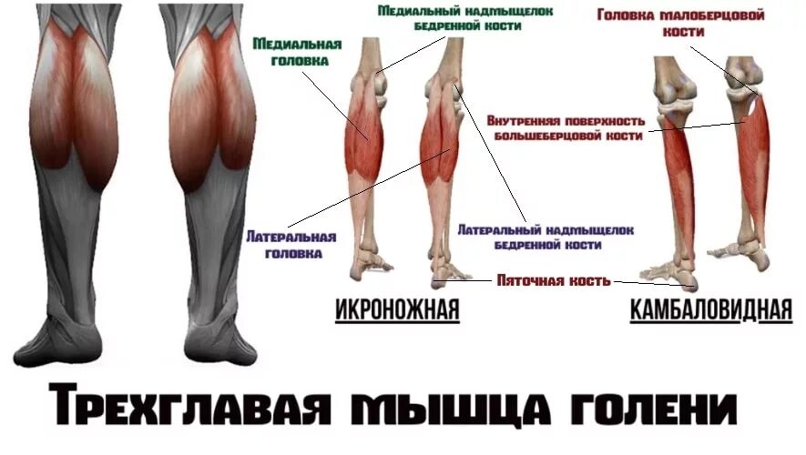 Икроножная мышца какая ткань. Мышцы голени камбаловидная мышца. Трехглавая мышца нижней конечности. Мышцы голени наружная поверхность анатомия. Икроножная мышца анатомия.