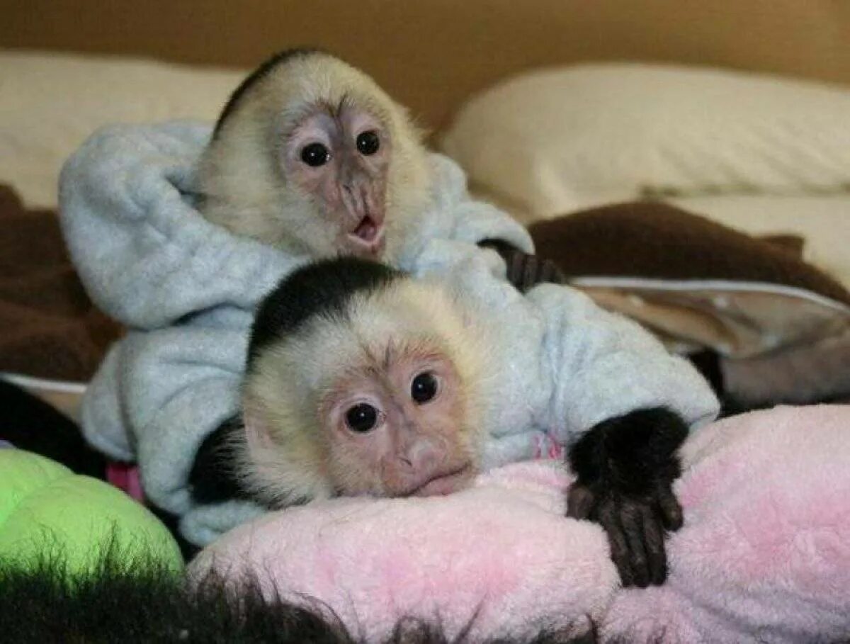 Можно купить обезьяну. Обезьянка капуцин. Маленькая обезьяна капуцин. Капуцин обезьяна домашняя. Самка капуцина.
