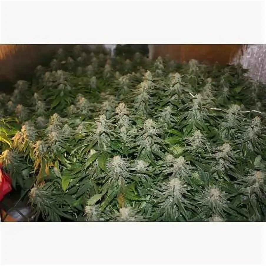 Зип сканка. Cannabis skunk. конопля сканка. skunk 1. шишки сканк.