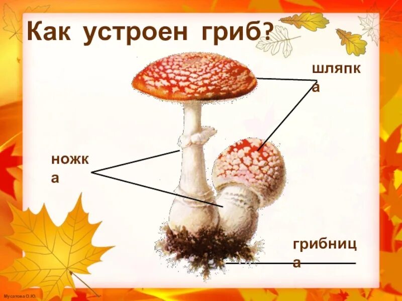 Строение гриба для дошкольников. Части гриба для дошкольников. Гриб шляпка ножка грибница. Строение грибов для дошкольников.