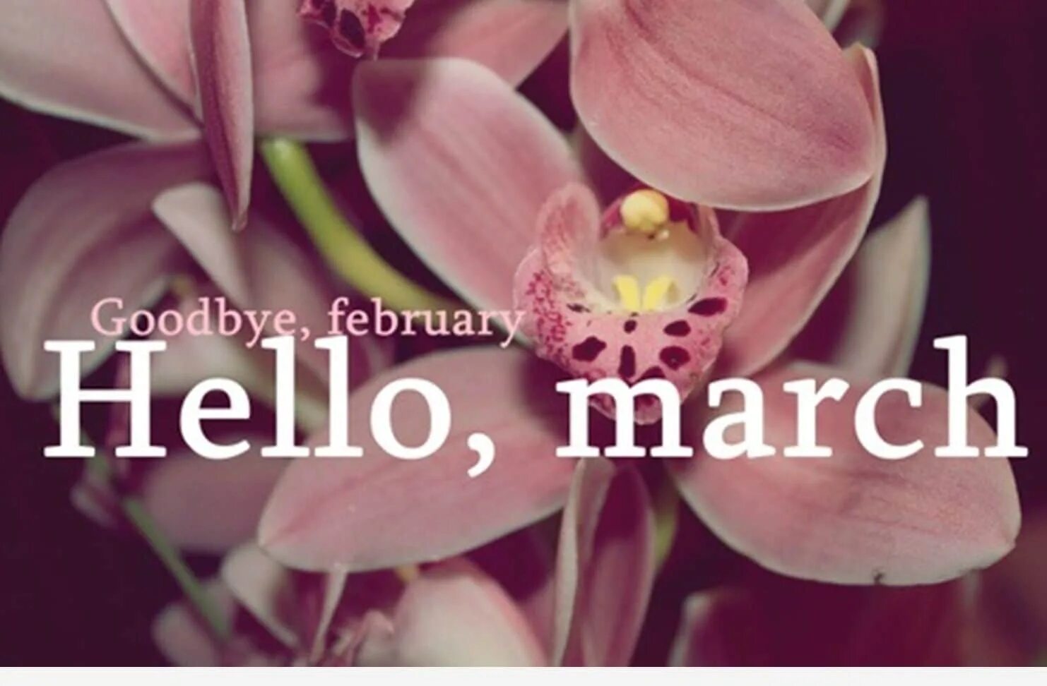 Привет март. Хелло март. Привет март/hello March. Hello March картинки. March please