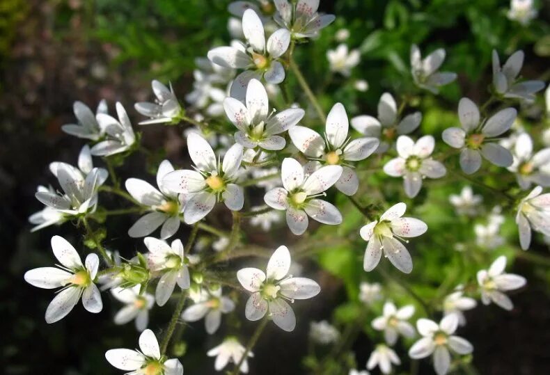 Камнеломка цветок описание. Камнеломка круглолистная. Камнеломка круглолистая. Камнеломка рутумдифолия. Saxifraga rotundifolia.