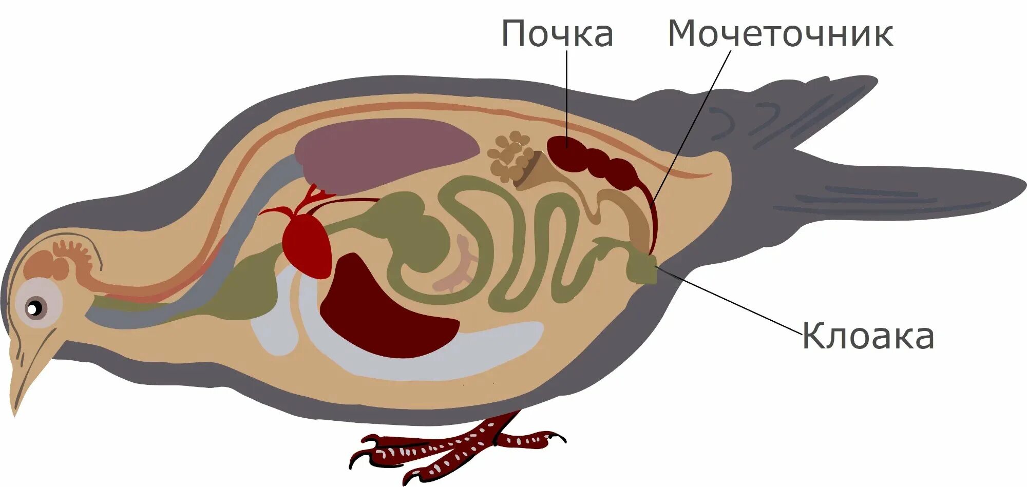 Что представляет собой клоака у пресмыкающихся. Выделительная система птиц. Строение выделительной системы птиц. Выделительная система птиц 7 класс биология. Выделительная система клоака.