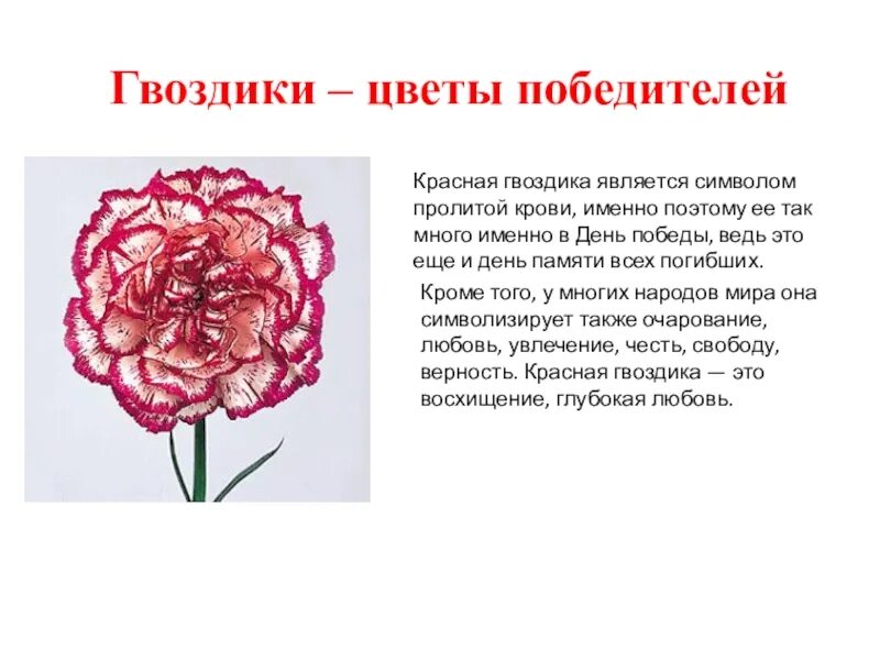 Как пишется гвоздика. Описание гвоздики. Описание гвоздики цветка. Гвоздика значение цветка. Строение гвоздики.