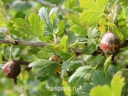 На крыжовнике ягоды краснеют и опадают