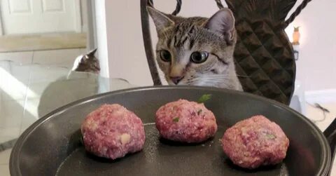 Можно ли котятам сырой фарш