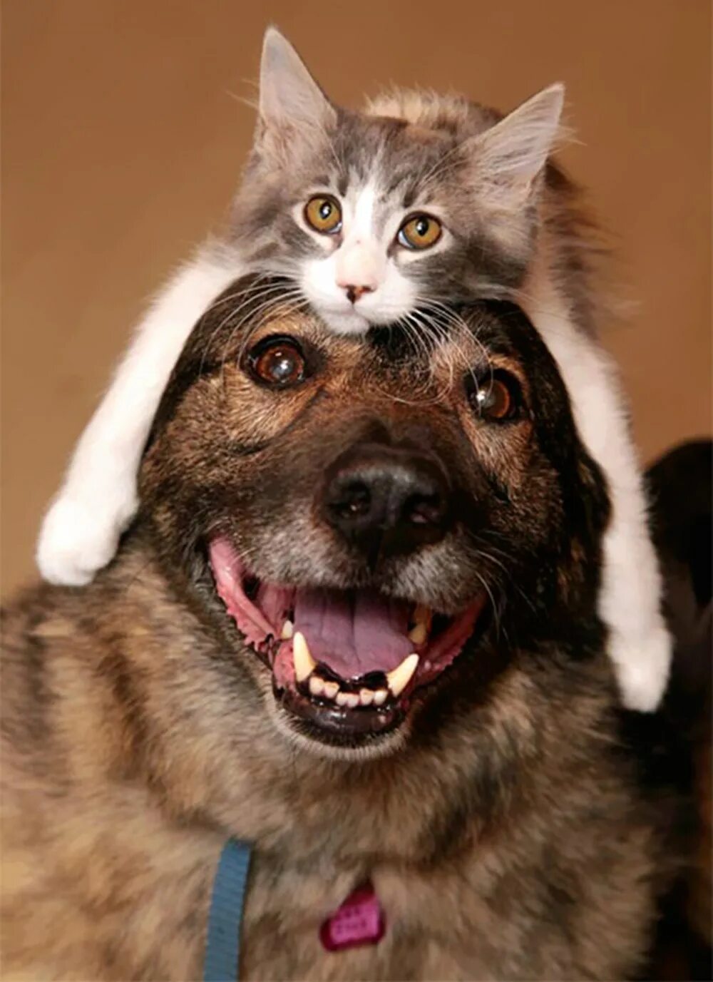 Кошки и собаки. Забавные коты и собаки. Эмоции животных. Кошки и собаки приколы.
