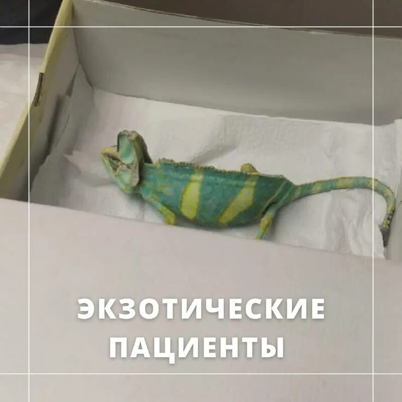 вильдар щекино ветеринарный