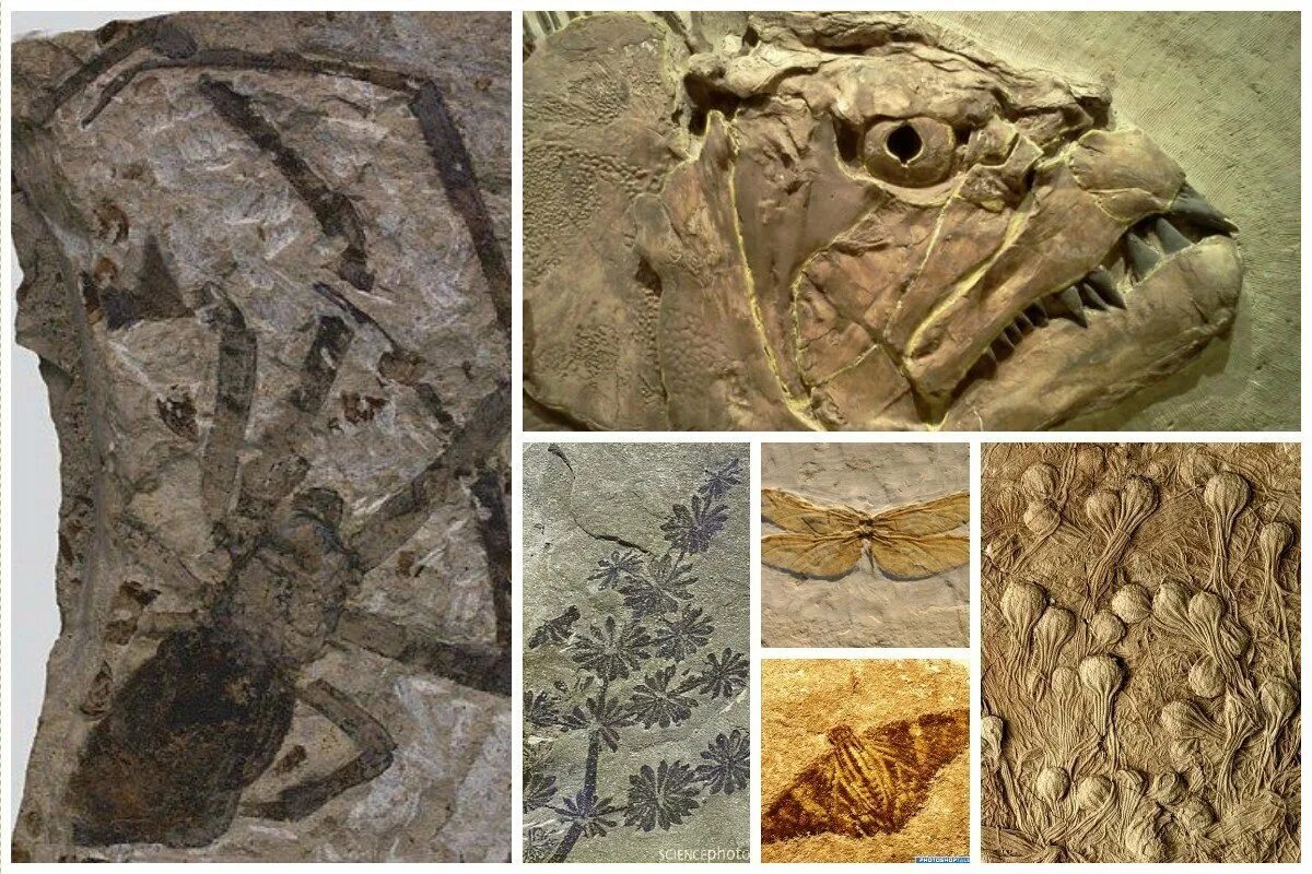 Следы древней жизни. Fossil окаменелости. Окаменелости древних Мамонтов. Окаменелости Мамонтов горы. Окаменелости Пермского периода.