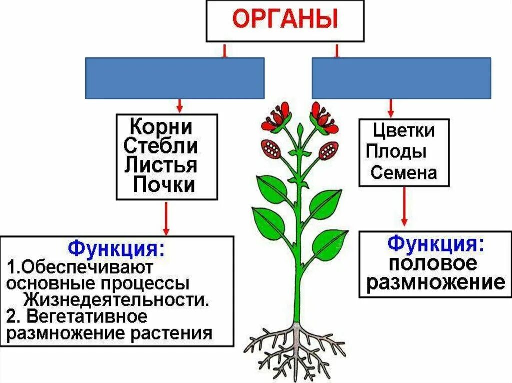 Ботаника биология. Вегетативное и генеративное размножение растений. Генеративные органы растений цветок. Органы растений вегетативные и генеративные схема. Генеративное половое размножение