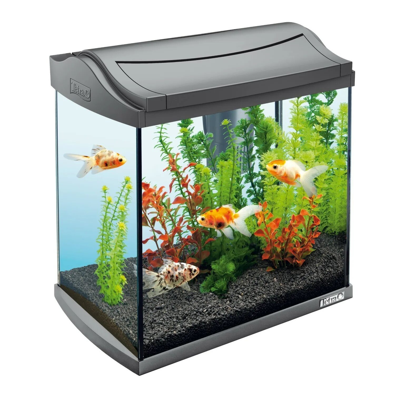 Huge cylinder fish tank in room Fish tank, Amazing aquariums, Cool fish tanks