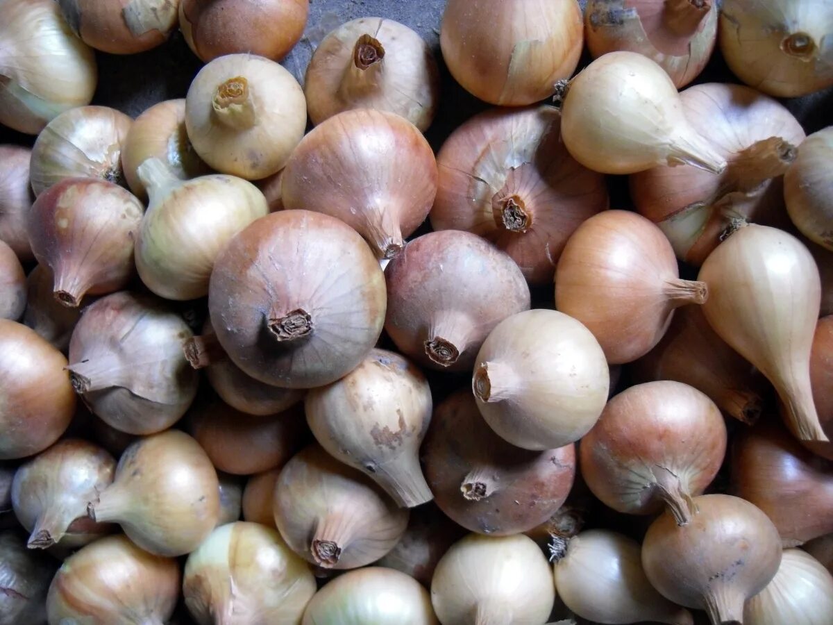 лук севок на репку. лук аллиум суворова. лук севок штутгартер. лук шалот цветет. мелкие луковицы.