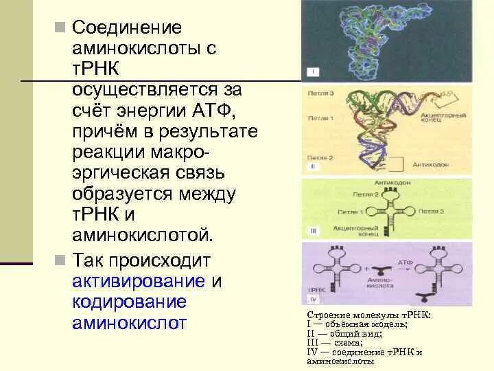 Днк в соединении с белком. Соединение ТРНК С аминокислотой. Образование первичной структуры РНК. Синтез т РНК схема. Аминокислоты в биосинтезе белка.