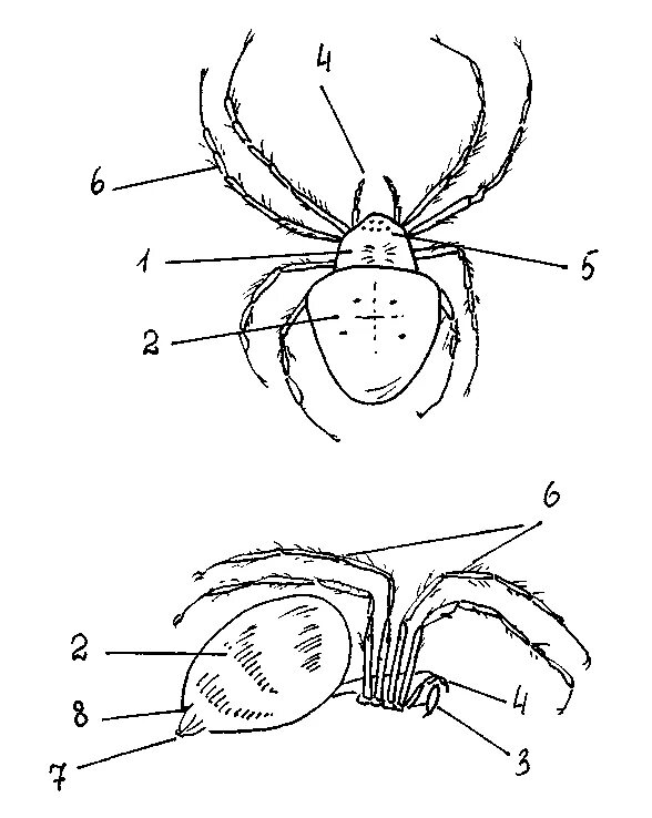 Паукообразные схема. Строение паука крестовика схема. Строение паука крестовика. Внешнее строение паука крестовика. Внешнее строение паука крестовика рисунок.