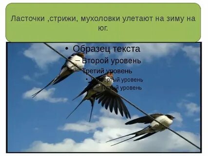 Через сколько секунд встретятся две ласточки