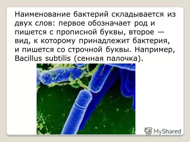 бактерии будущего. бактерии из двух слов. открыватель бактерий. Salmonella typhi микробиология. бактерии из двух слов.