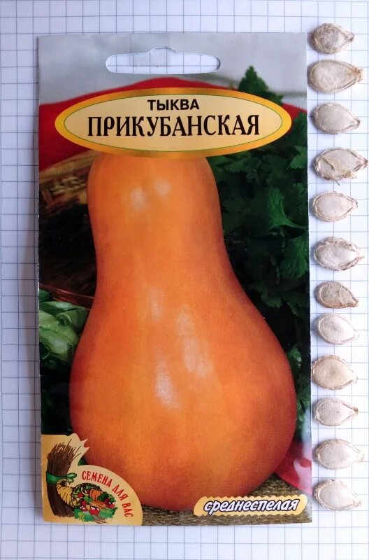 Сорт тыквы гитара