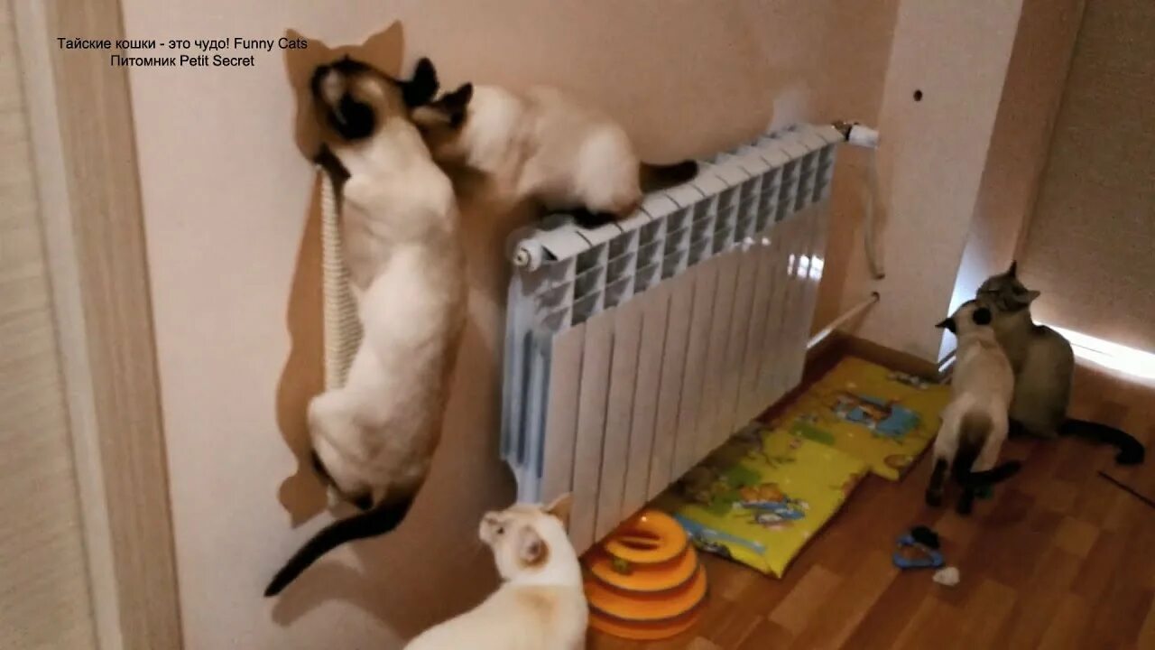 Песню молодой кот. Бешеный тайский кот.