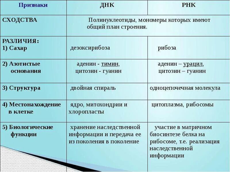 Строение и функции нуклеиновых кислот биология 10 класс. Функции нуклеиновых кислот таблица. Функции белков и нуклеиновых кислот. Строение и роль нуклеиновых кислот ДНК И РНК. Сравнить днк и рнк