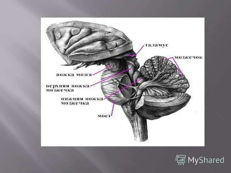 задний мозг латынь