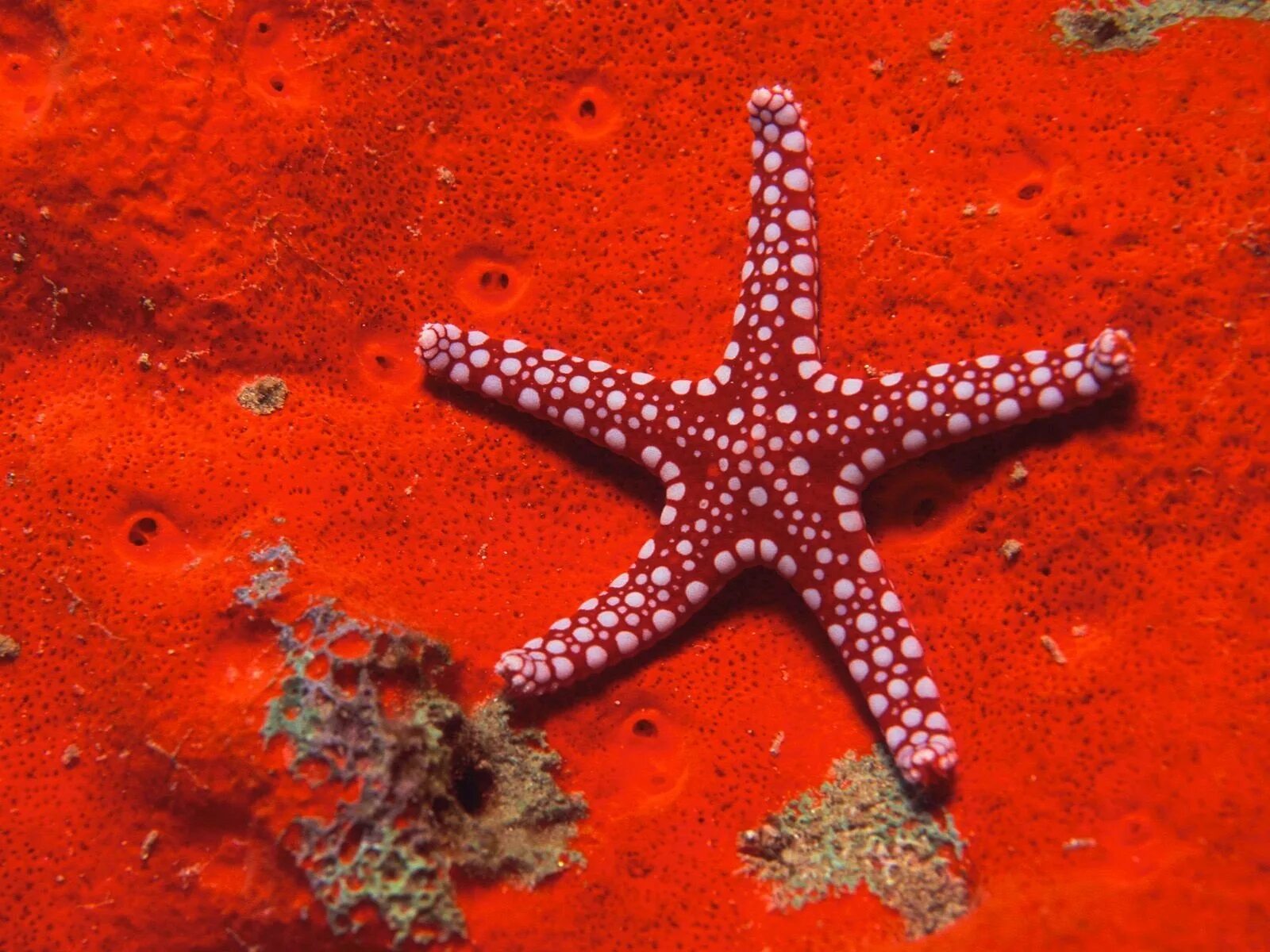 Красный морской обитатель. Морская звезда Midgardia Xandaros.. Морская звезда зернистый кориастер. Морские маргаритки иглокожие. Морские обитатели морская звезда.