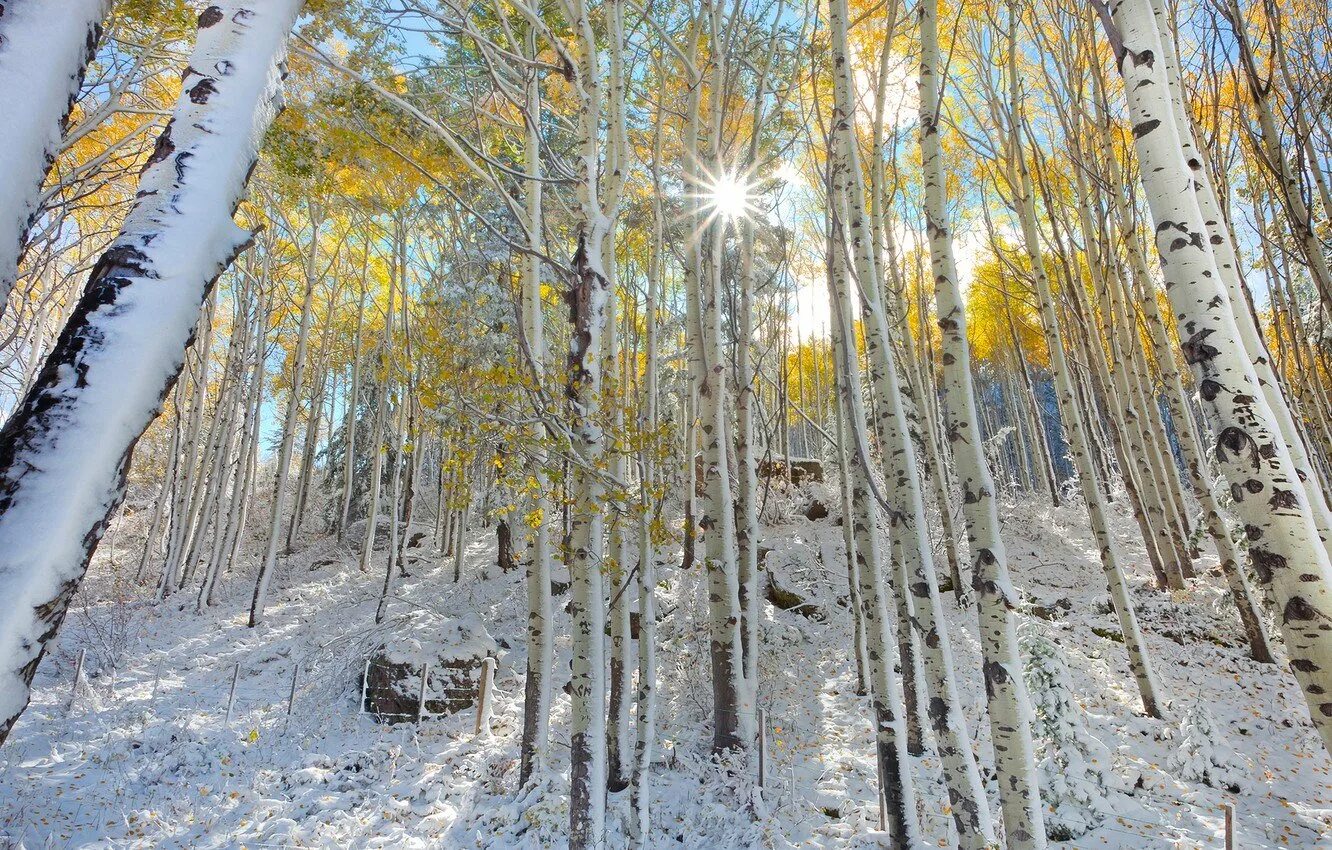 березки под снегом. береза в снегу. зимняя береза. иней на ветках деревьев. березки под снегом.