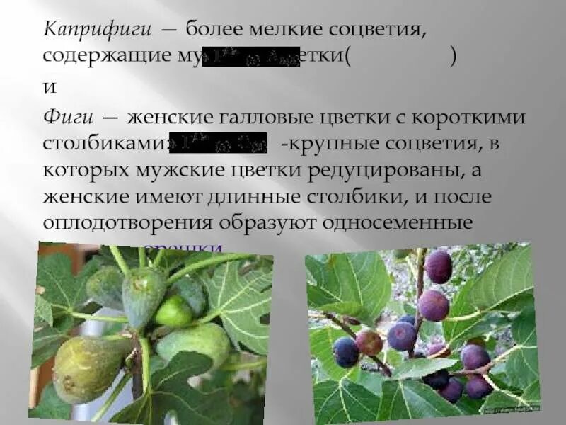 Инжир род каких деревьев. Каприфиги инжира. мужское соцветие инжира. инжир доклад. какую минимальную температуру выдерживает инжир.