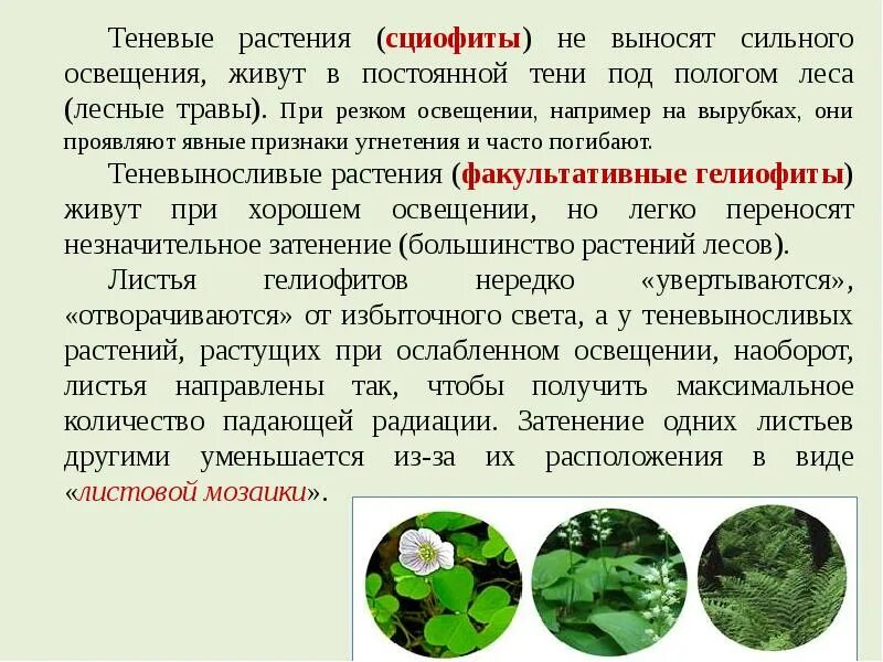 Темно любивые растения. Тенелюбивые растения доклад. Светолюбивые растения в лесу. Тенелюбивые растения доклад. Светолюбивые и тенелюбивые.
