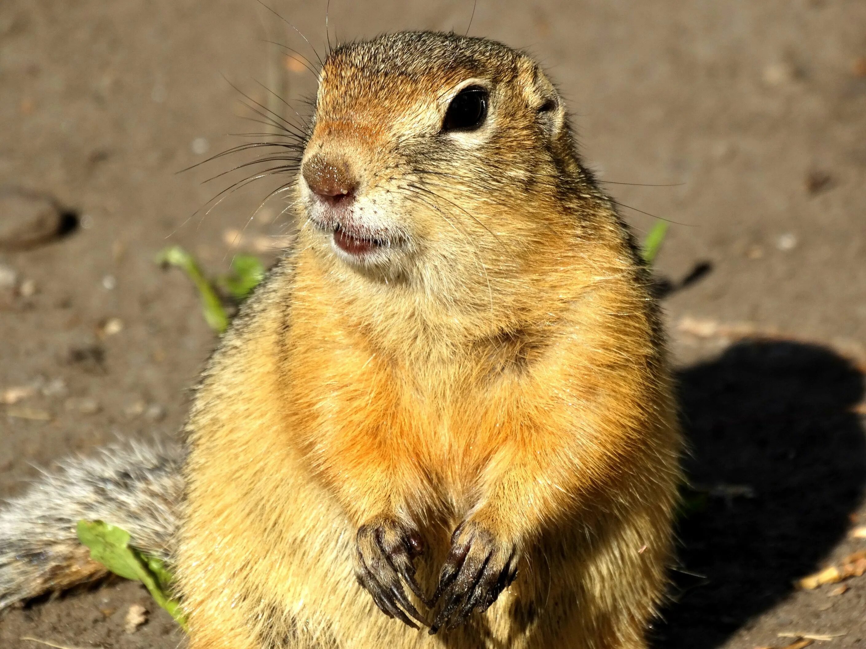 Год суслика. Желтый суслик Spermophilus fulvus. Айдахский суслик. Крапчатый суслик. Большой суслик (Spermophilus Major).