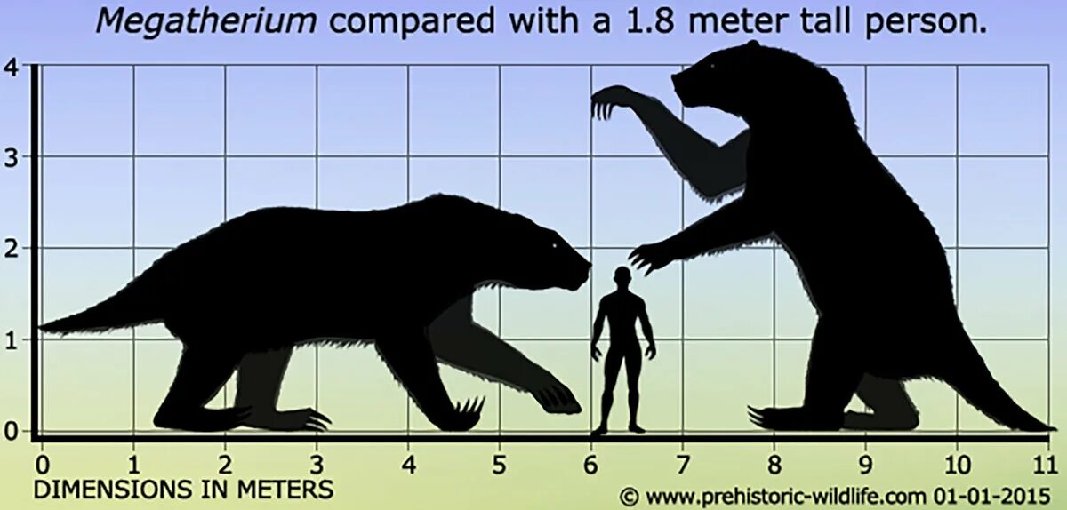 6 8 рост в метрах. Гигантский Ленивец МЕГАТЕРИЙ И человек. МЕГАТЕРИЙ размер с человеком. Гигантский Ленивец МЕГАТЕРИЙ размер. Мегатерии вымершие животные.