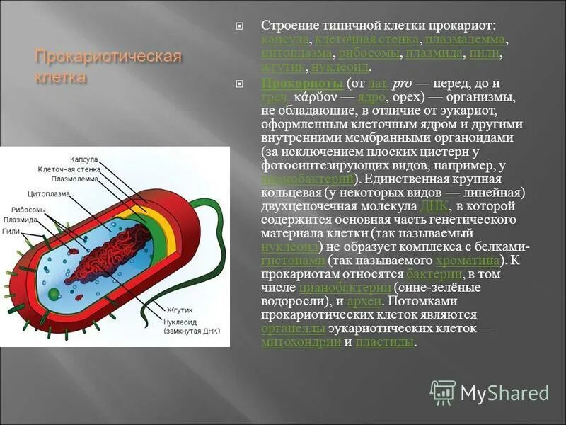 Рибосомы прокариотических клеток строение. Строение прокариотической клетки. Цитоплазма прокариот строение. Генетический материал прокариотической клетки. Цитоплазма прокариот строение.