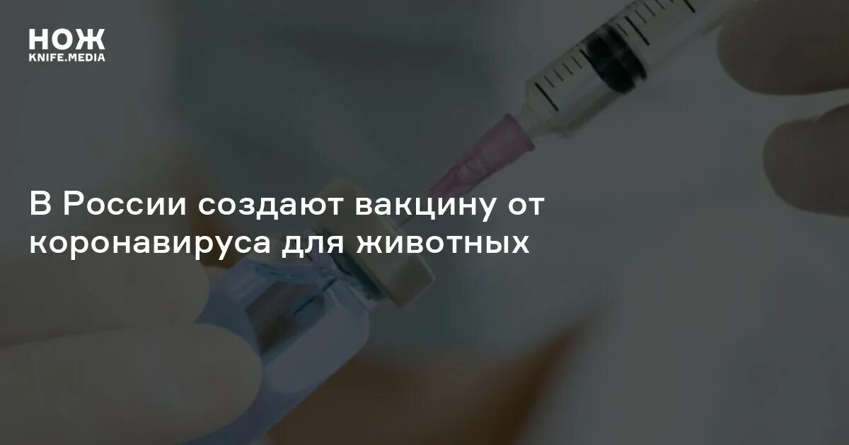 Прививка от коронавируса для Франции. Россия первой в мире изобрела вакцину от коронавируса. Гниющая прививка от чего она. Вакциной заражают