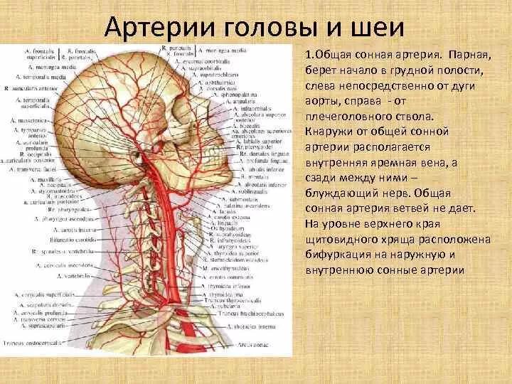 Артерии шеи и головы области кровоснабжения. Общая Сонная и подключичная артерия. Топография шеи кровоснабжение. Наружная сонная артерия где