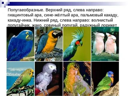 Видов попугаев существует в мире