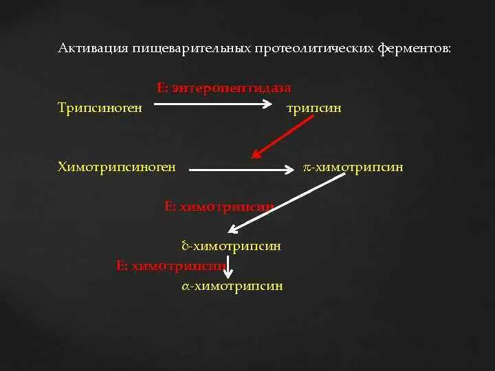 Механизм активации протеолитических ферментов. Схема активации химотрипсина. Фермент химотрипсиноген активируется. Механизм активации фермента трипсина.