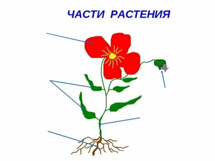 Нарисуйте растение которое вы рассмотрели