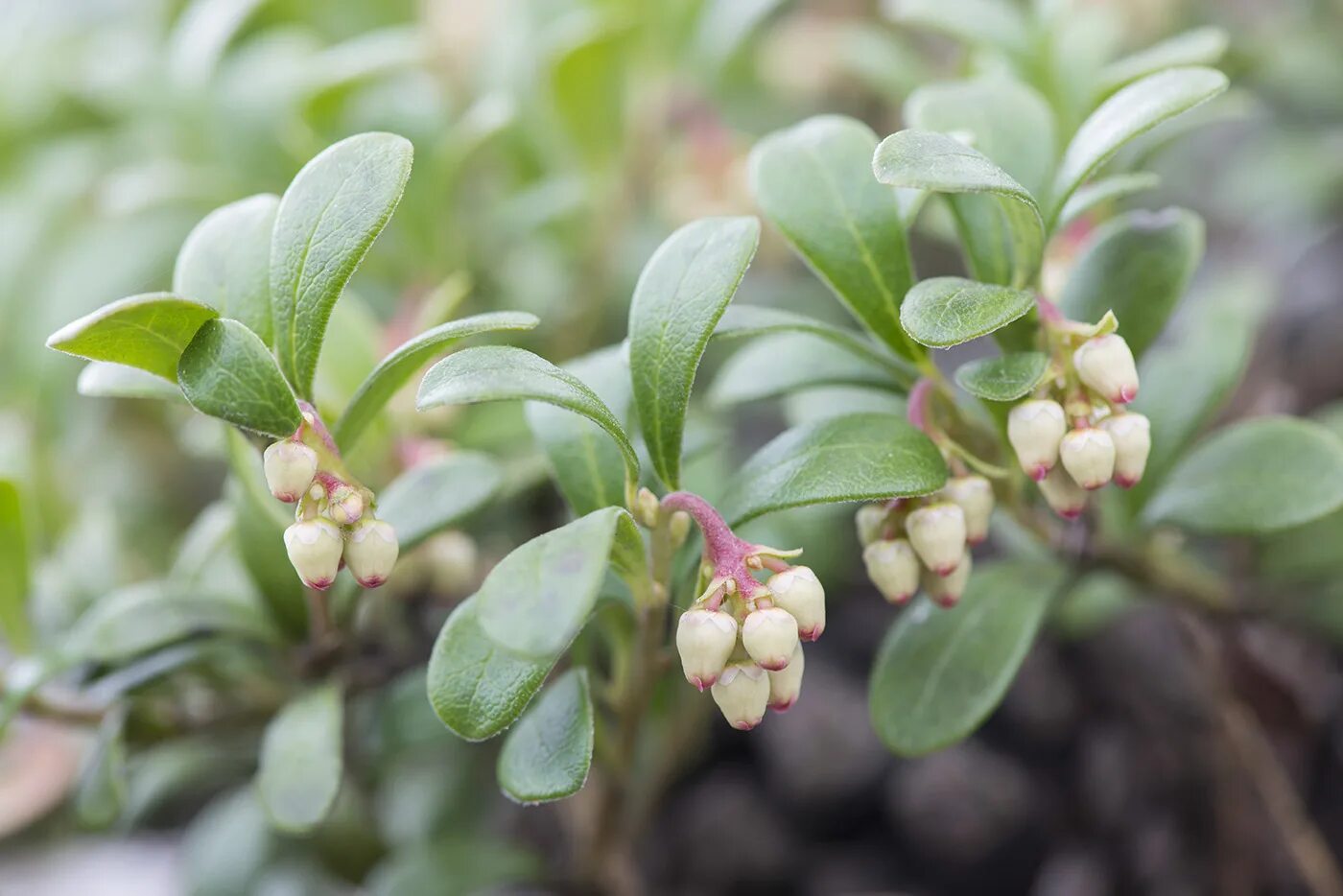 Медвежьи ушки от чего. Толокнянка обыкновенная Arctostaphylos UVA ursi. Толокнянка Ванкувер Джейд. Толокнянка обыкновенная Медвежье ушко. Растение толокнянка обыкновенная (Медвежье ушко).