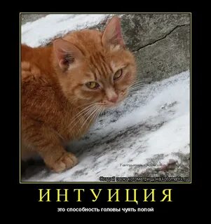 Попой чувствую
