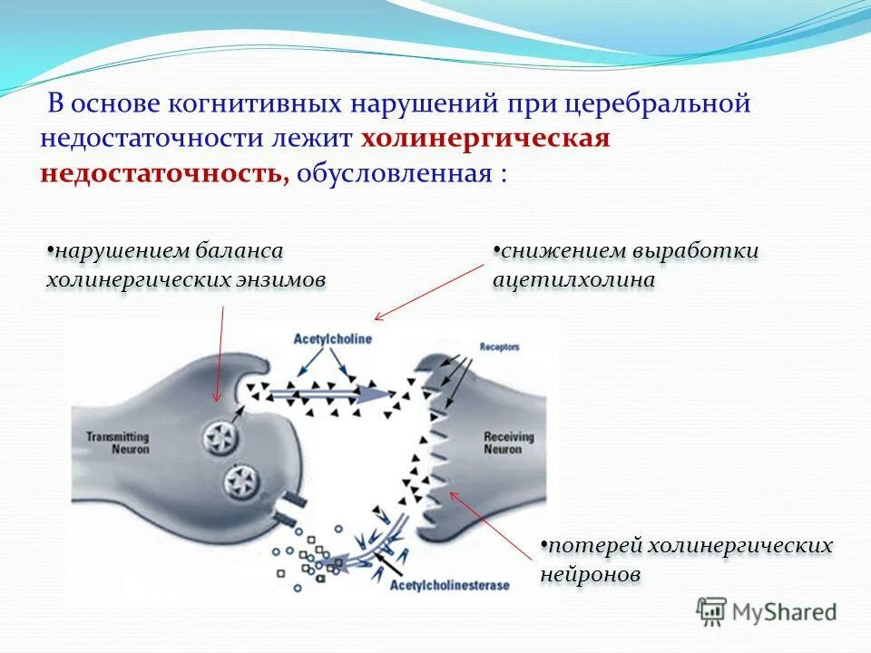 в лебединскому. нейромедиаторы вегетативной нервной системы. локализация холинергических нейронов. холинергические нейроны. уровни базальной эмоциональной регуляции.