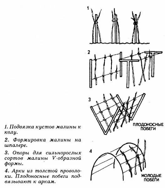 Схема высадки малины. Двухрядная схема посадки малины. Схема высадки малины в открытом грунте. Схема подвязывания малины.