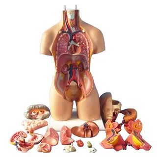 60.04US $ |4D Anatomical Assembly Model Of Human Organs For Teaching Educat...