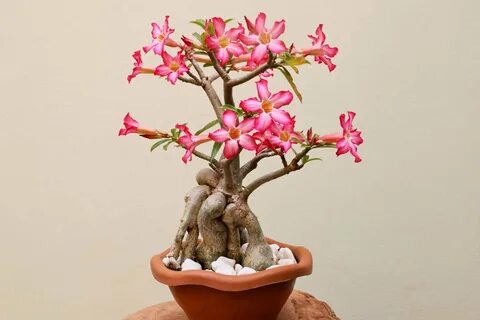 Desert Rose Bonsai Tree - Varieties, How to Propagate and More - A-Z Animals