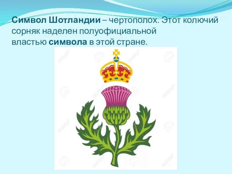 Что является символом шотландии. Чертополох символ шотландии. символ англии чертополох. чертополох символ шотландии легенда. национальный символ шотландии.