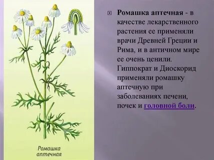Правильное систематическое положение ромашки аптечной
